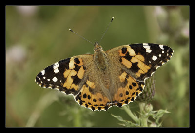 Admirals, Fritillaries, etc (Nymphalidae)