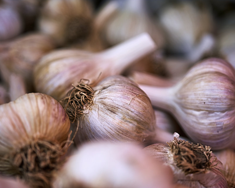 Shaker Square Garlic Festival