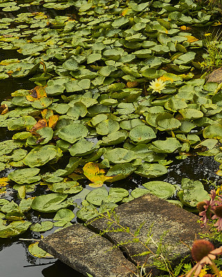 Holden Arboretum