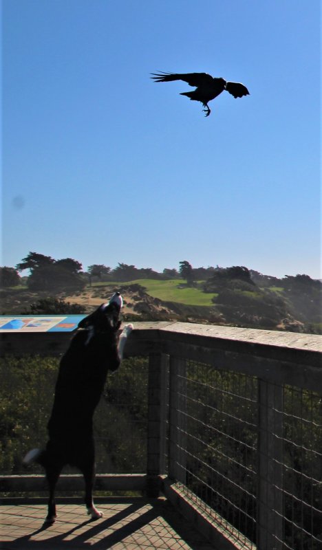Drew at Ft Funston with his fiend the crow..JPG