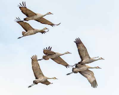 Sandhill Cranes