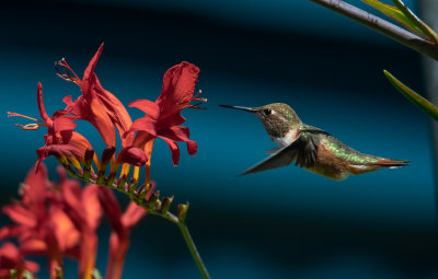 Rufus Hummingbird and Crocosmia