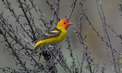 Western Tanager