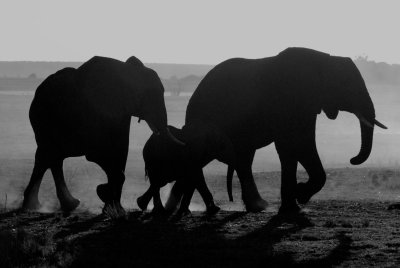 animals