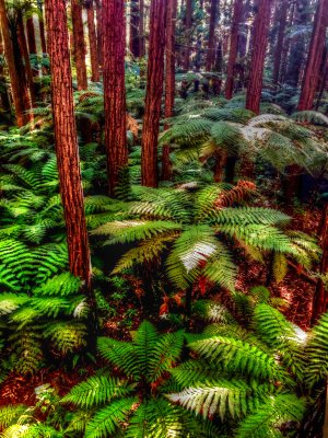 redwood ferns.jpg
