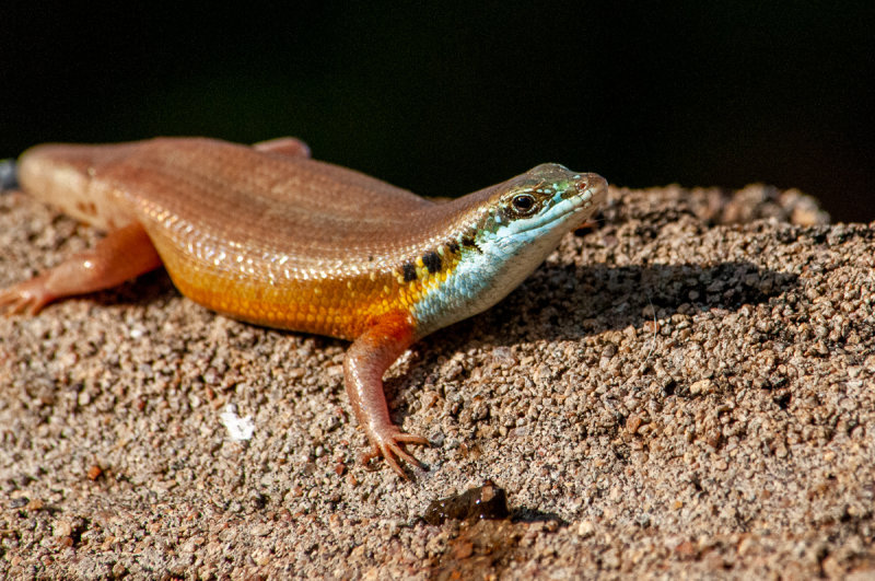 Dwarf plated lizard - Navrongo, Ghana, October 2019