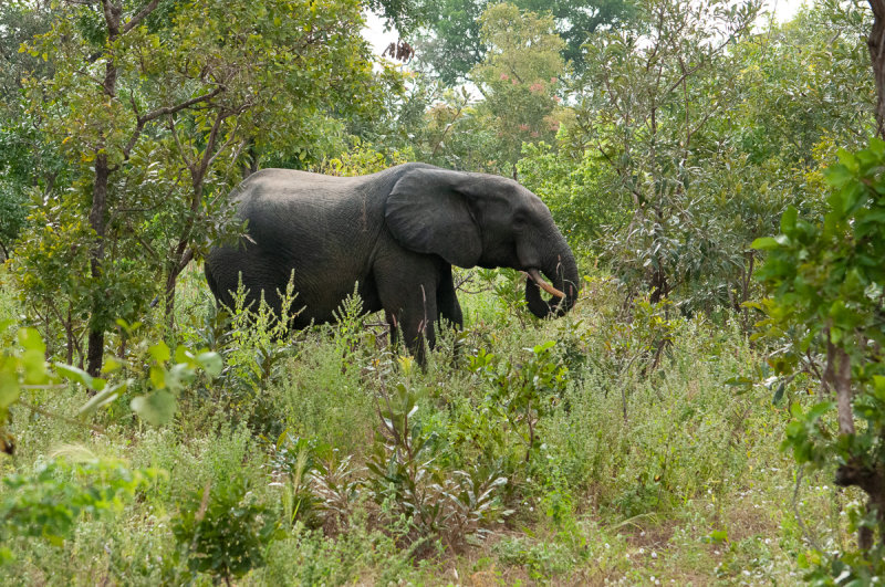 Eating elefant in the savannah  - Mole National Park, Ghana, October 2019