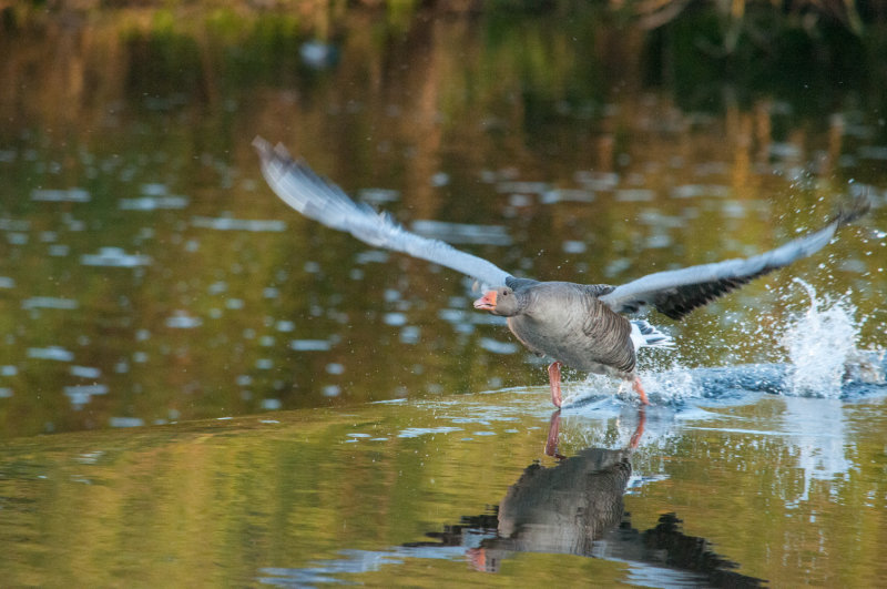 Grey Goose Taking Off - Leicester, River Soar, May 2019