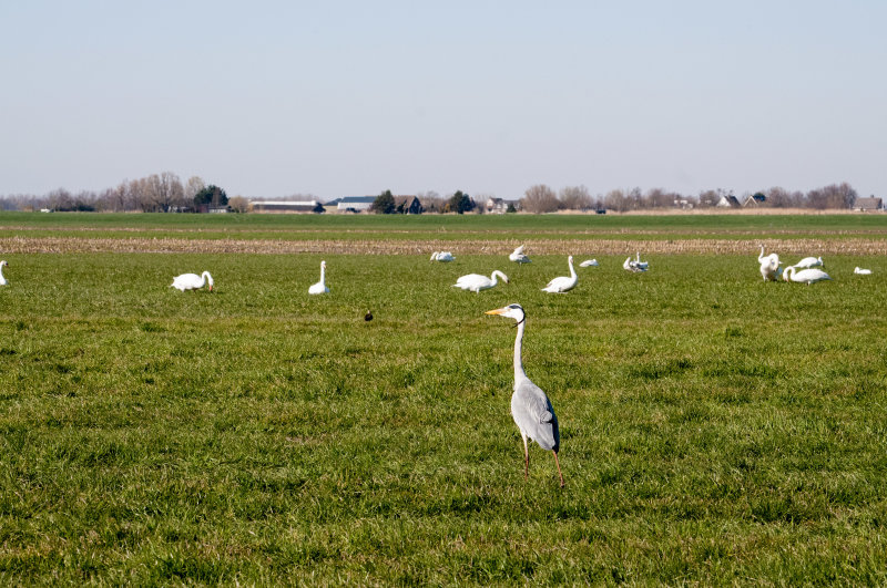 Watching a team of swans - Rijpwetering, March 2020
