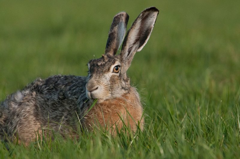Hare feeding on grass, closeup - Oud Ade, The Netherlands April 2020