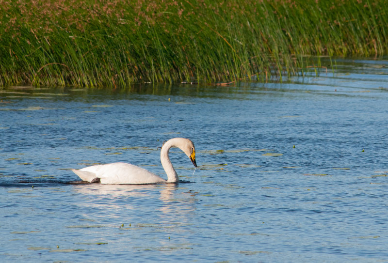 Wild Swan - Central Finland, 17.8.2020