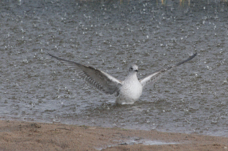 Young seagull in the heavy rain - July 2020, Muurame, Central Finland