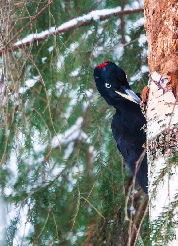 Black Woodpecker - Tampere, Finland, 28 December 2021