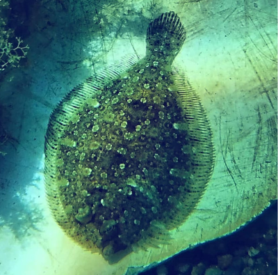 Augensternflunder/Flounder - Volcanic bay near Lipari, July 2019