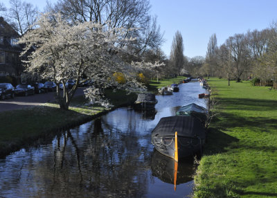 Canal with flowering trees in Leiden