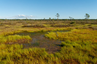 Bog lake in Estonia  - 14. July, 2020