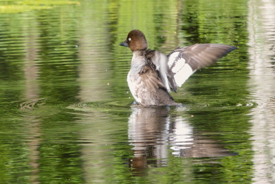 Goldeneye Duck - Jyvaskyla, Finland June 2022