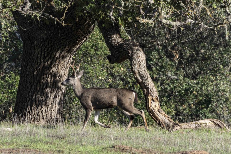 Black-Tail Buck 