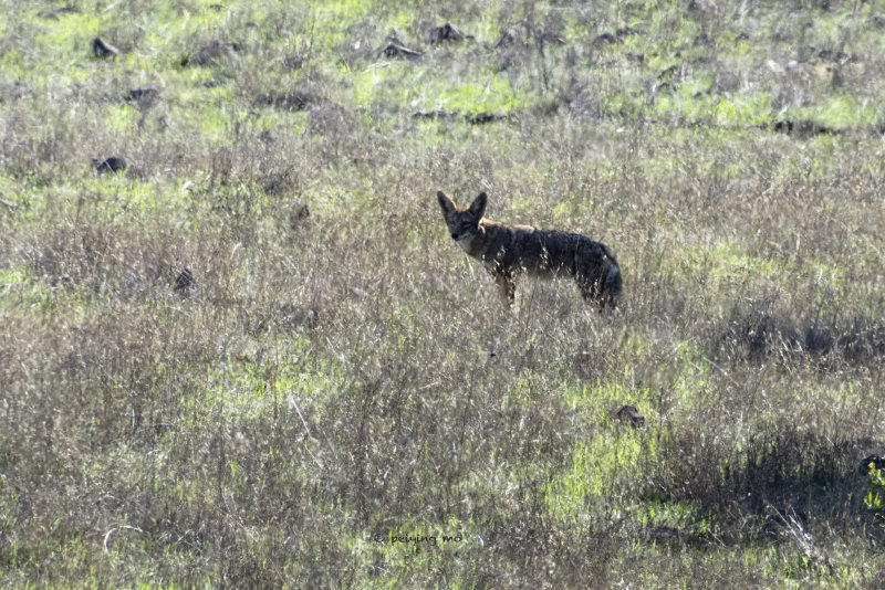 Coyote in the distance is aware of our presence