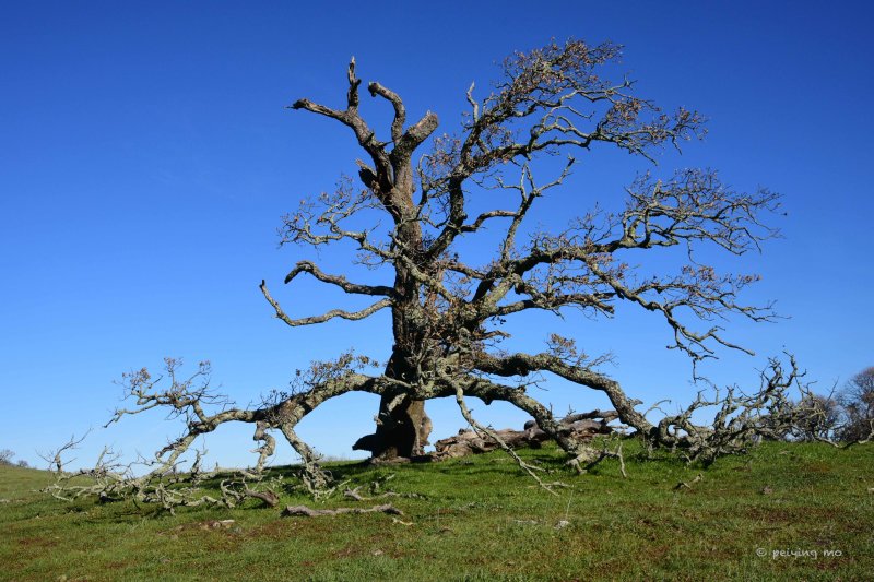 Dancing tree