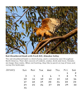 Red-Shouldered Hawk with Fresh Kill