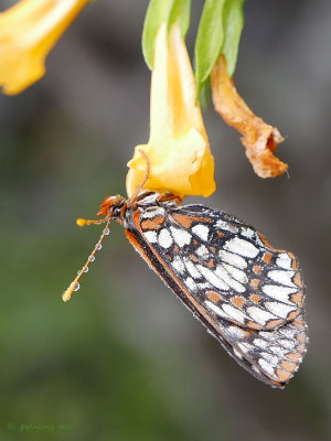 California Checkerspot butterfly in torpor mode