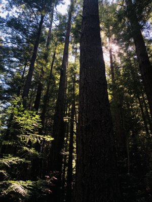 Morning sun ray beams through the redwood