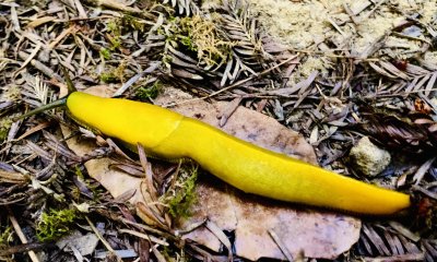 Banana slugs are a common sight in the redwoods