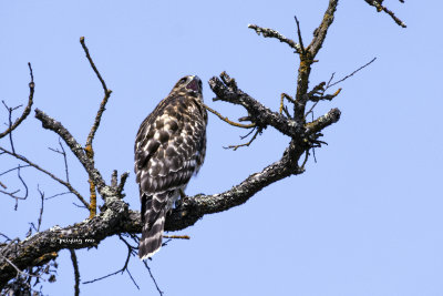 Red-shouldered Hawk calls for a partner