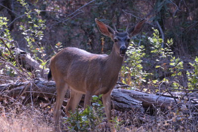Black-tailed buck shows off a row of straight white teeth