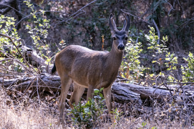 Black-tailed buck perks its ears up