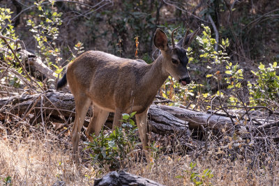 Black-tailed buck licks its lips after a snack