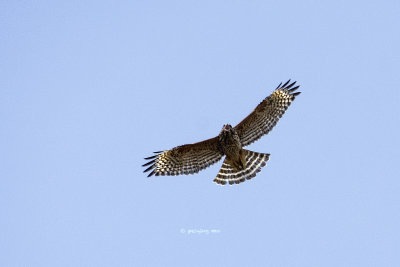 Red-shouldered Hawk soars in the sky, calling for a partner