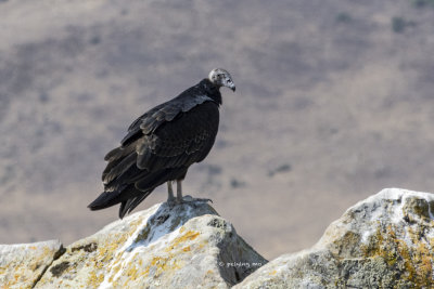 Juvenile Turkey Vulture