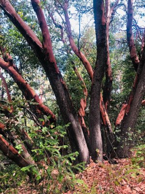 Madrones transform the trails in the color of autumn