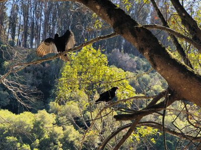 Turkey Vultures don't mind the company of hikers