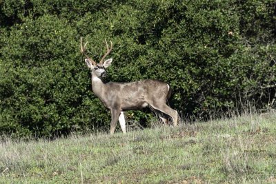 Black-Tail Buck displays beautiful antlers 