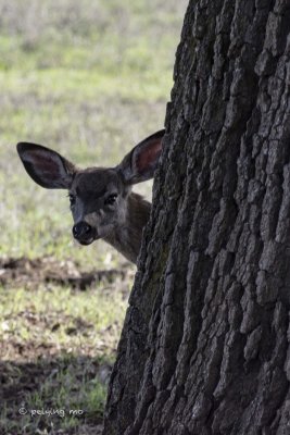 Baby Black-Tail Deer peeks behind a tree