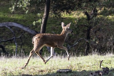 Black Tail Deer dashes into the bushes