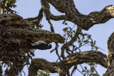 Acorn Woodpecker busy drilling holes