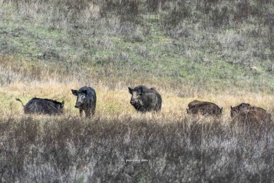 Wild Pigs: three adults with seven babies