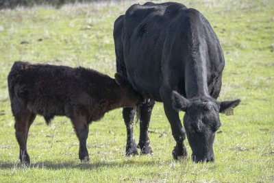 This calf follows mom to get a drink