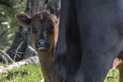 Calf hides behind mom