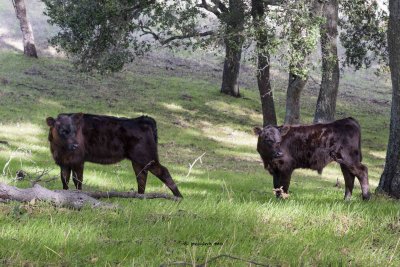 Calves separated at birth