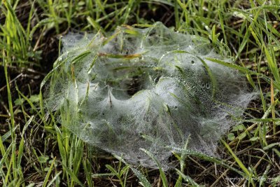 Morning dew highlighted spider webs as thin veil over the grass