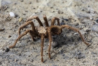 Tarantula 