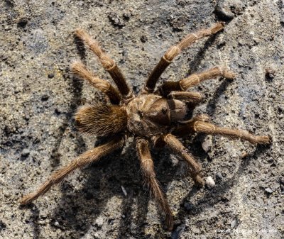 Tarantula in torpor mode