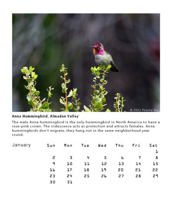 Anna Hummingbird, Almaden Valley