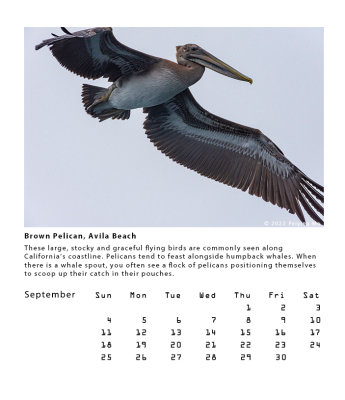 Brown Pelican, Avila Beach