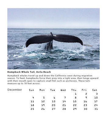 Humpback Whale Tail, Avila Beach